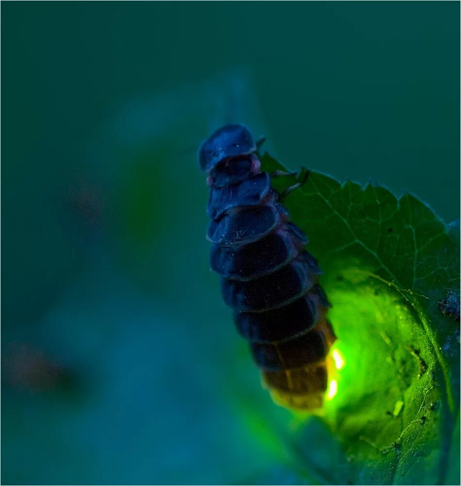 Светличков. Биолюминесценция светлячков. Личинка жука светляка. Lampyris Noctiluca личинка. Обыкновенный светляк Жук.