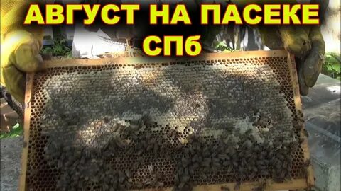 Пчеловодство август 2024 г в ютубе