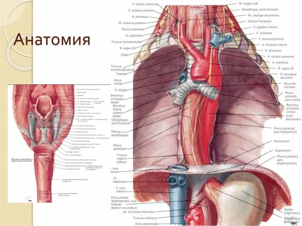 Синтопия пищевода. Топография пищевода анатомия. Синтопия брюшной части пищевода. Синтопия грудной части пищевода. Синтопия пищевода анатомия.