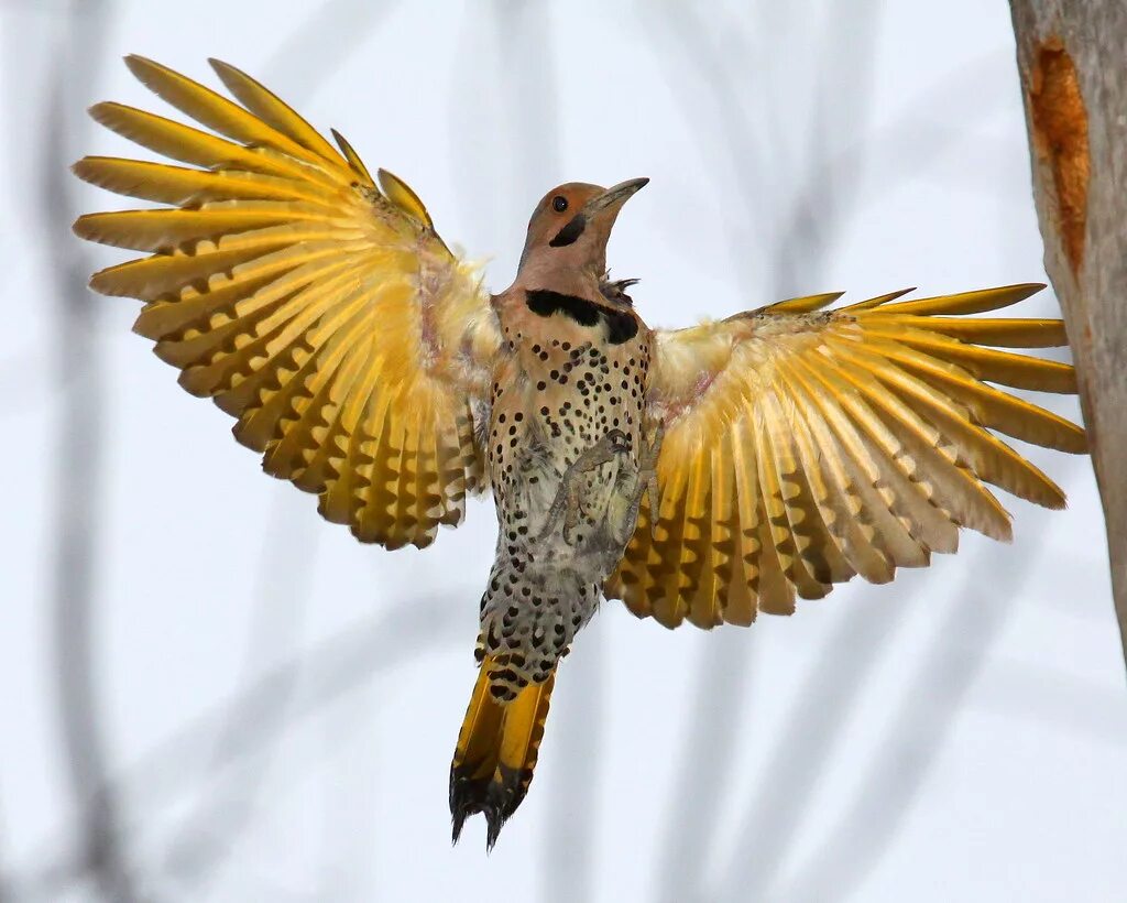 Как называется оперения птицы. Northern Flicker птица. Крыло птицы. Птица с золотыми крыльями. Птица с расправленными крыльями.