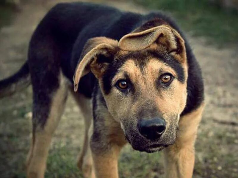 Паттердейл терьер жесткошерстный. Милые собачки. Обычных собачек. Беспородная собака. Двортерьер обыкновенный.