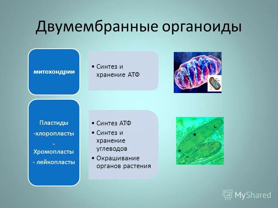 Органоид образующий атф. Двумемлранные ор6анотды. Двумембранные органоиды пластиды. Двумембранные органеллы митохондрии пластиды. Органоиды двумембранные ядро пластиды и.