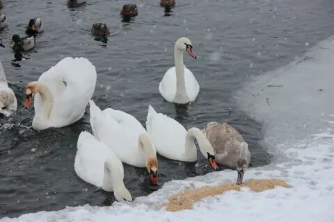 Чем кормить лебедей