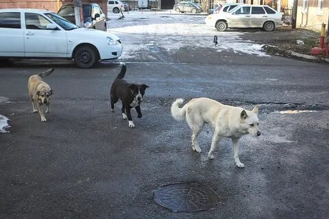 Бродячие собаки 2024