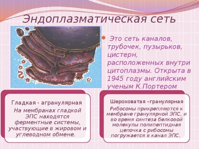Функции шероховатой эндоплазматической сети эпс. Эндоплазматическая сеть. гладкая эндоплазматическая сеть. гранулярная эндоплазматическая сеть строение. эпс.