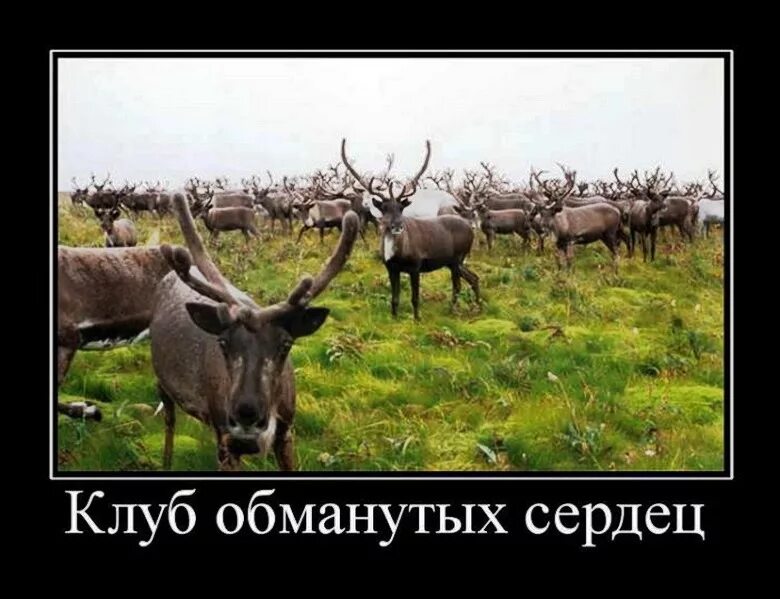 День рогатых