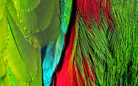 Colourful feathers