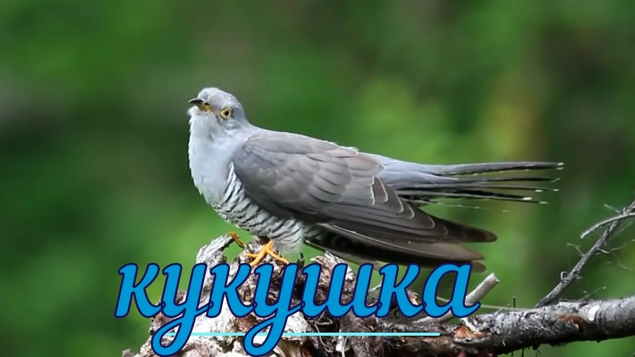 Кукушка. Кукушка кукует. Кукушка с надписью. Кукушка картинка.