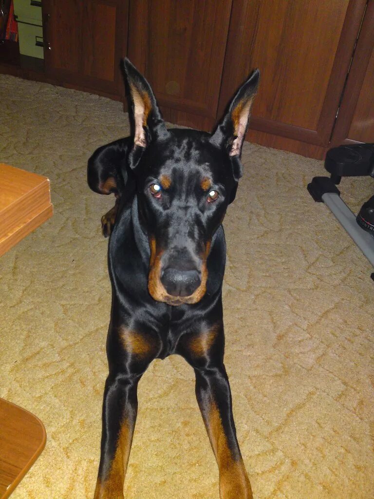 Доберман. Доберман дома. Доберман дома. Доберман квартирный. Дрессировка добермана.