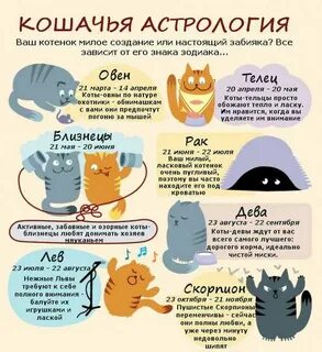 Какая ты кошка