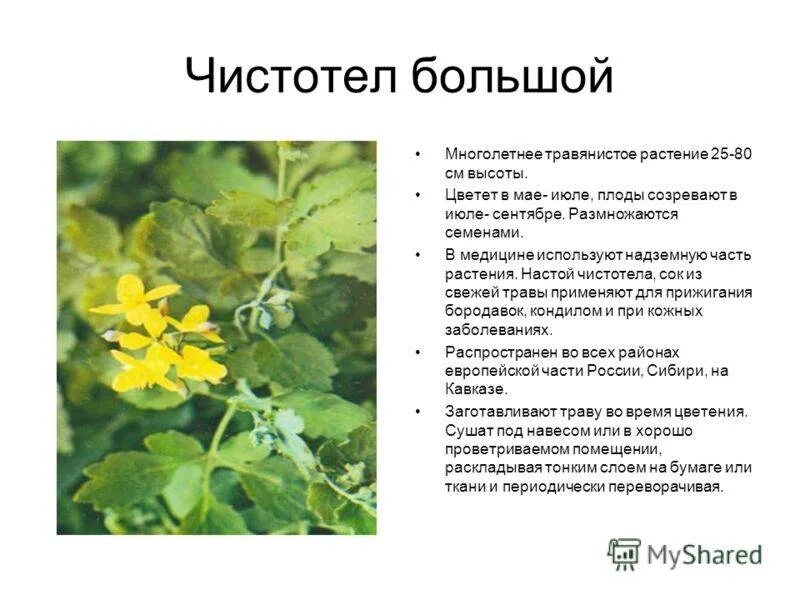 Чистотел большой (Chelidonium majus l.). Чистотел большой Самарской области. Трава чистотел свойство применение