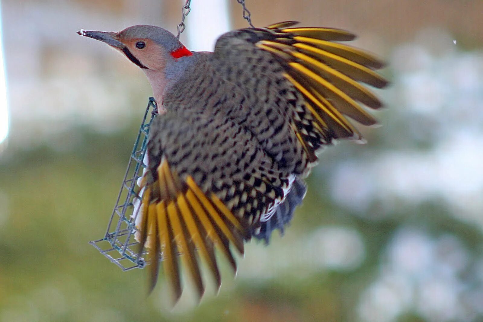 They like birds. Золотой шилоклювый дятел. Northern Flicker птица. Ширококлювый золотистый дятел. Палевохохлый целеус (дятел)..