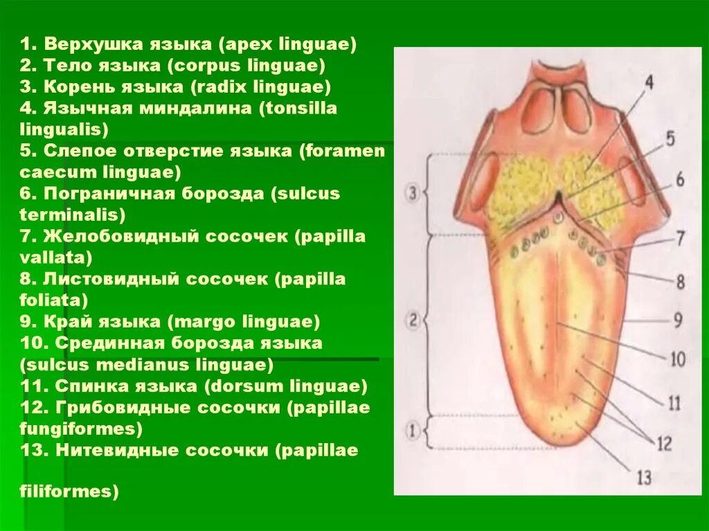 Части языка человека. Анатомические части языка.