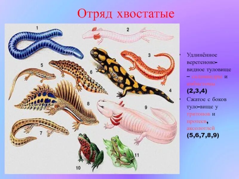 Амфибии являются животными. Класс амфибии отряд хвостатые. хвостатые амфибии представители. отряд хвостатых земноводных. отряд хвостатые амфибии представители.