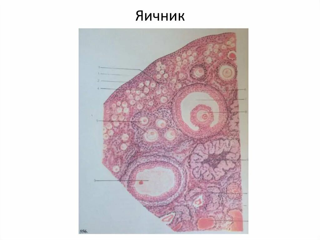 Яичник гистология. Строение яичника гистология препарат. яичник млекопитающего гистология. поперечный срез яичника млекопитающего. срез яичника кошки препарат.