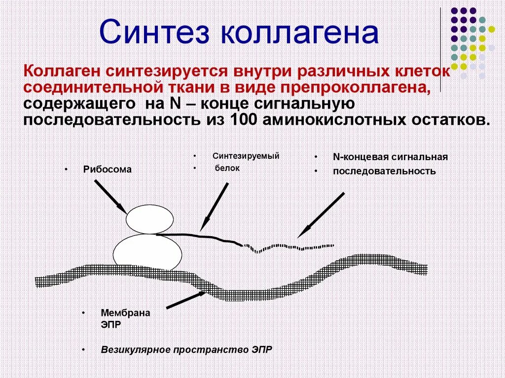 Витамин участвующий в синтезе коллагена. Схема этапов синтеза коллагена. Синтез и созревание коллагена схема. Схема синтеза и распада коллагена. Схема внутриклеточного этапа синтеза коллагена.