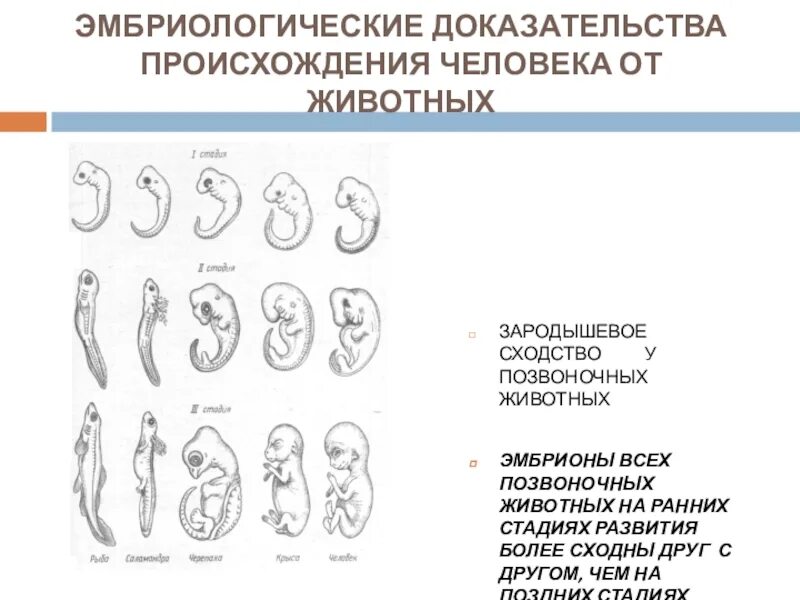 У представителей какого класса развитие зародыша. Эмбриологические доказательства сходства зародышей. Эмбриологические доказательства эволюции стадии. Доказательства эволюции эмбриологические доказательства. Эмбриологические доказательства эволюции животных схема.