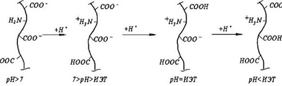 Белковая точка. РН изоэлектрическая точка белка. Схема формирования заряда белковой молекулы. Строение частиц белка в растворе. Заряд белка. Изоэлектрическая точка белка.
