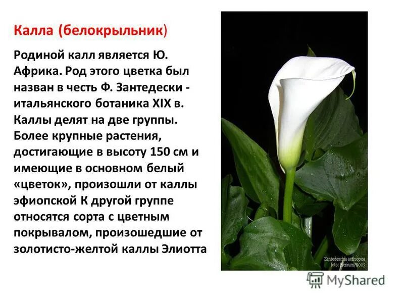 Калла содержание. Калла белокрыльник комнатная. калла эфиопская зантедеския красная. алоказия калла эфиопская. калла цветок описание.
