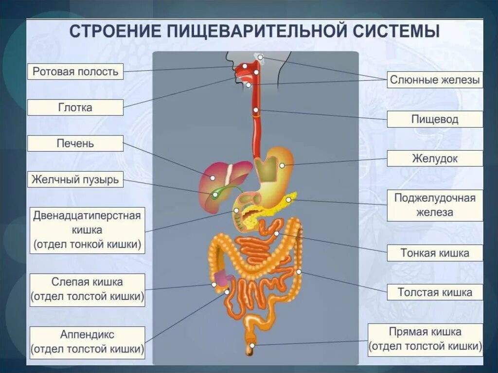 В пищеводе железы расположены в. Пищеварительная система человека строение и функции. Строение пищеварительной системы человека схема. Основные функции отделов пищеварительной системы человека. Строение пищеварительной системы человека 8 класс биология.