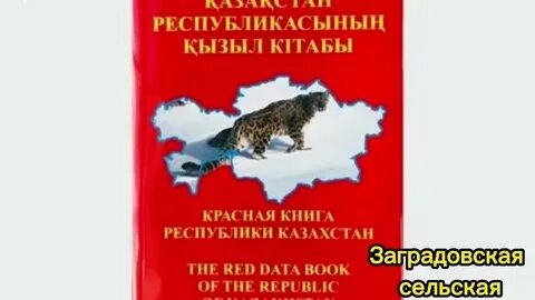 Жағажайда алдау