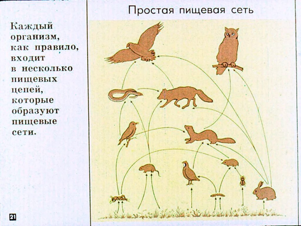 Составить схему природного сообщества. Схема природного сообщества. Природное сообщество с замкнутыми пищевыми связями. Пищевая сеть. Пищевые связи в Дубраве.