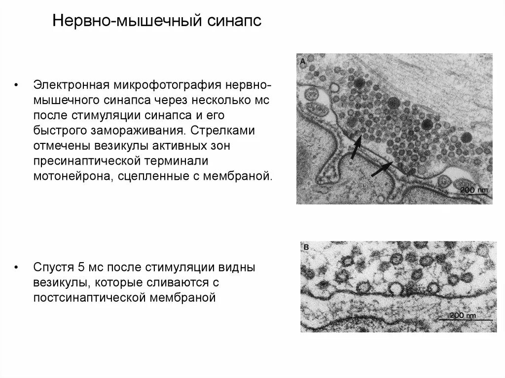 Синапсы гистология