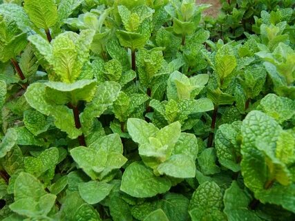 Pepper mint