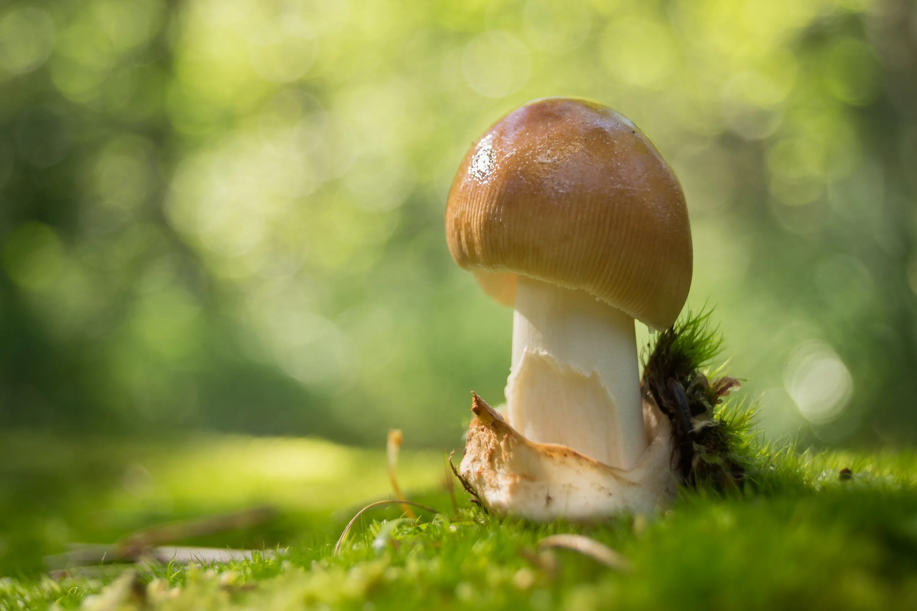Красивые грибы. Живые грибы:. Самые красивые грибы. Гриб ШЛЫЧОК. Белый гриб в природе