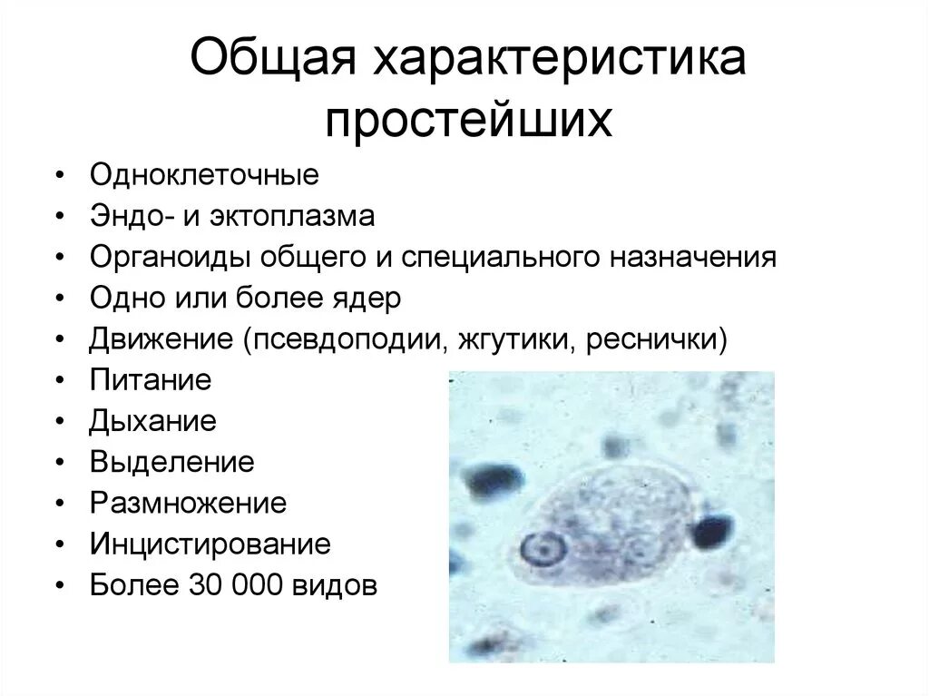 Характеристика типа простейшие. Общая характеристика простейших 7 класс кратко. Краткая характеристика простейших. . Охарактеризуйте Общие биологические свойства простейших.. Общие простейших пример