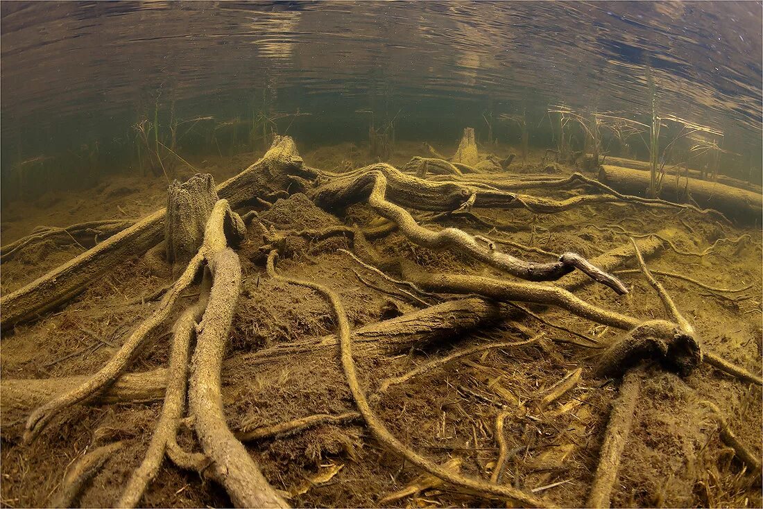 Коряга под водой. Коряга в воде. Подводные коряги.