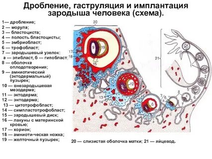 Имплантация эмбриона поясница