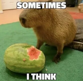 Sometimes i say