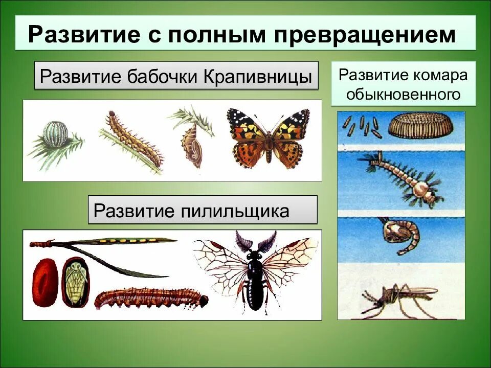 Насекомые с полным метаморфозом. Организмы с полным превращением. Развитие организма. Размножение и развитие организмов. Организмы с полным метаморфозом.