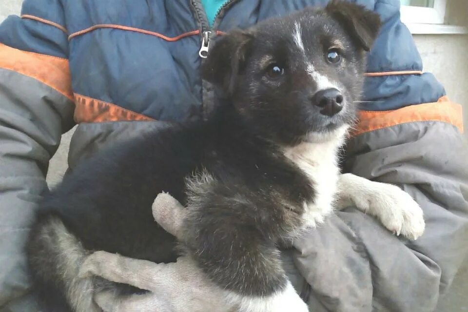 Приют друг омск. Собак г омска. Комнатные собачки в приюте. Колли собака вес. Собак г омска.