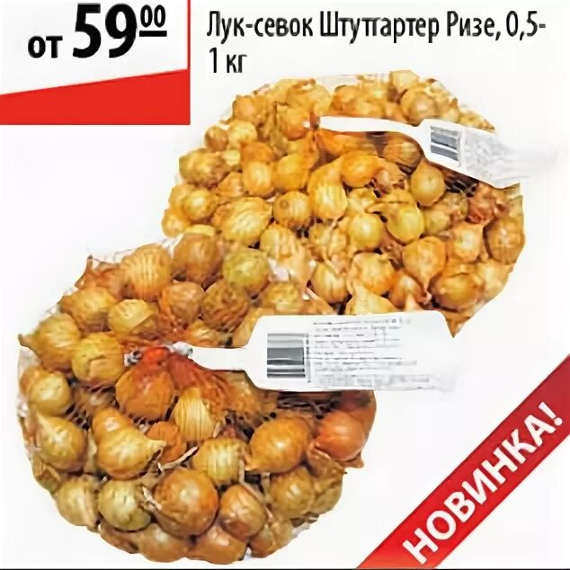 Доброцен лук