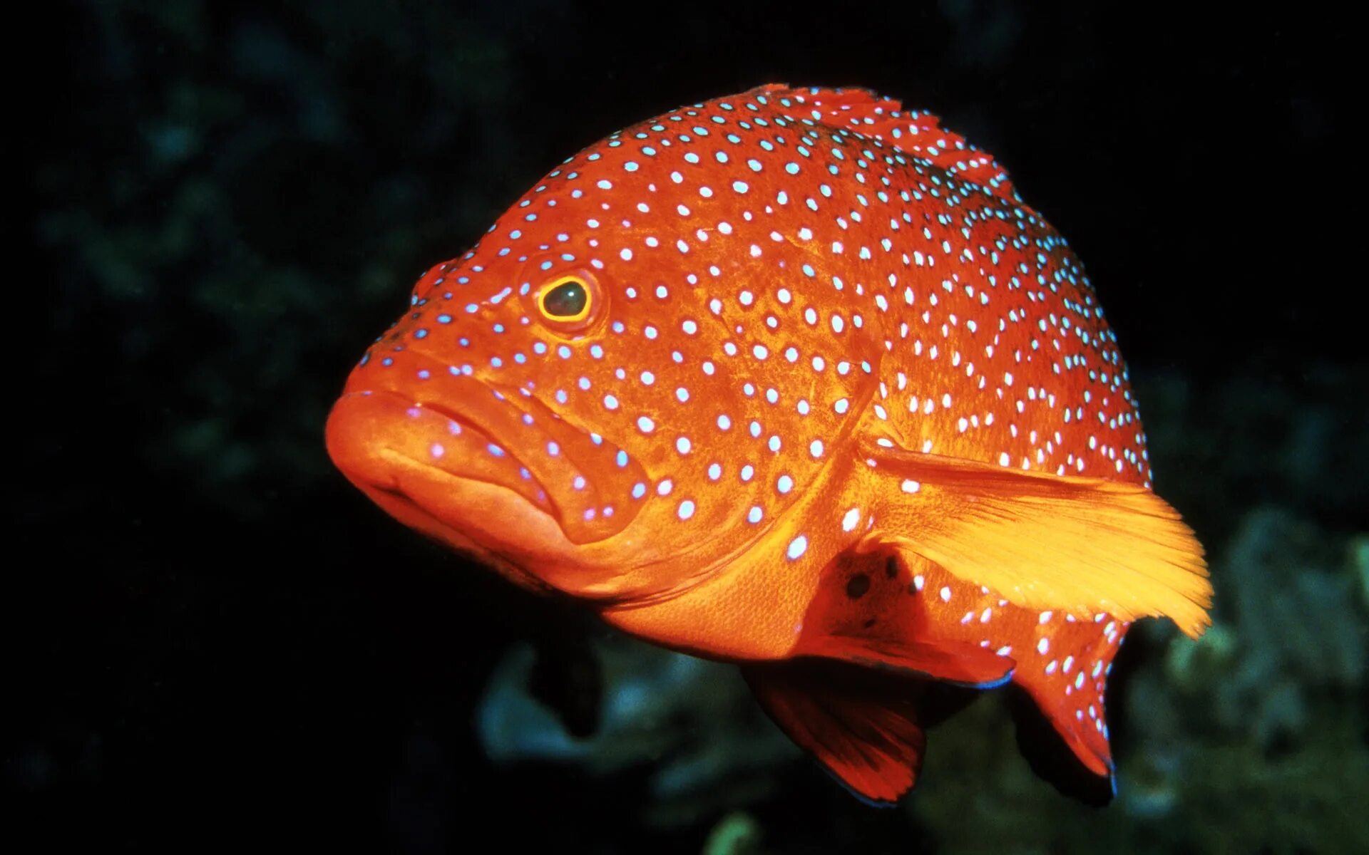 Красный коралловый Групер. Рыба красный группер Групер. Рыба томатный группер. Солнечная рыба опах.