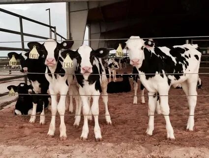 Milking farm