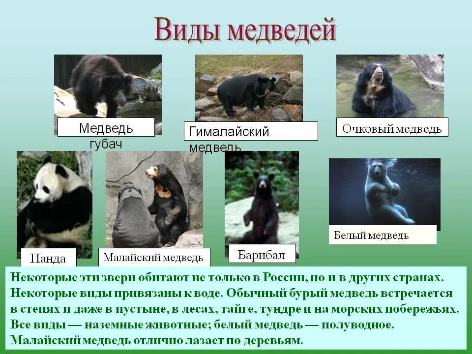Разные породы медведей. Дикие животные коллаж. Название медведей с фотографиями. Виды медведей. Отряд хищные семейство медвежьи.