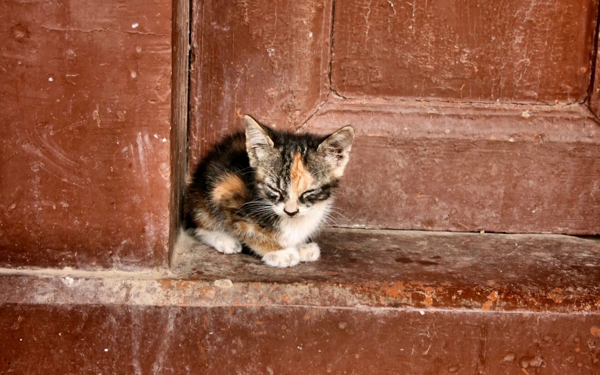 Бездомные котята. Бездомный кот. Брошенный котенок. Уличные коты. Голодные двери