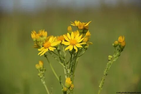 Желтые высокие полевые цветы
