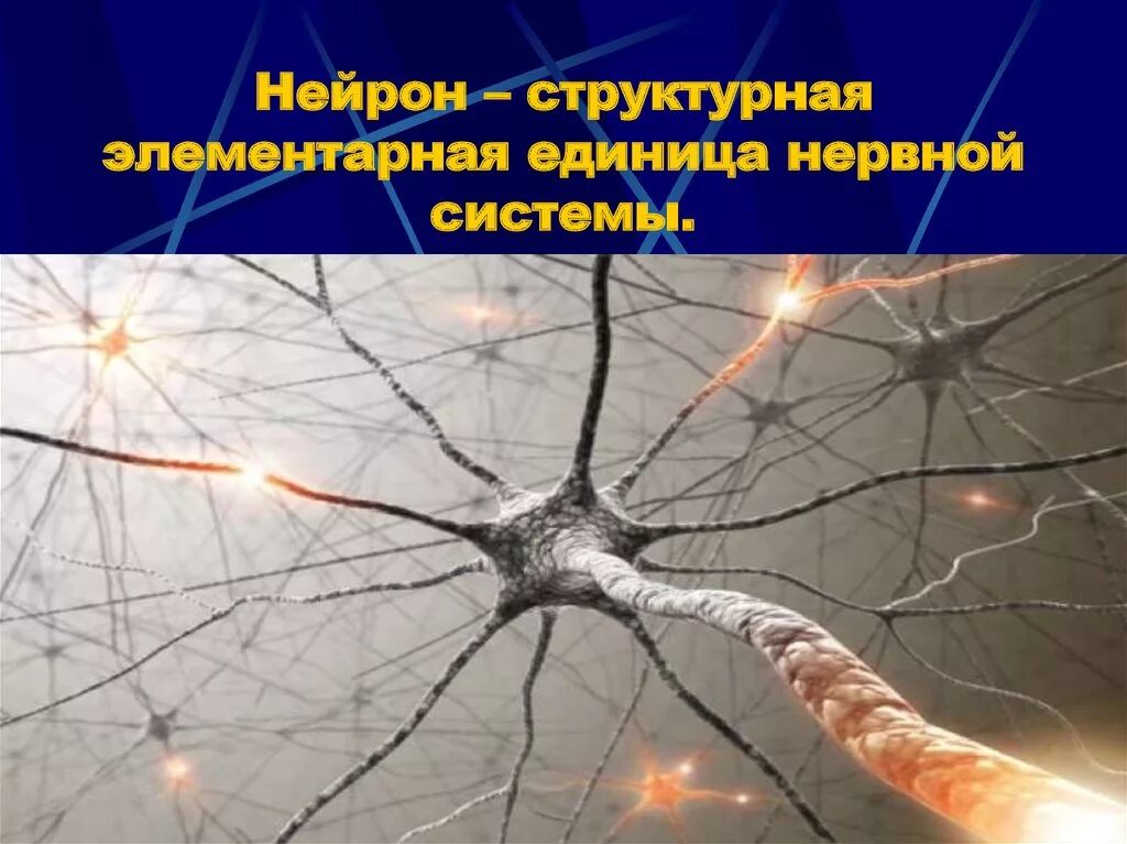 Разрушенная нервная система. Нервная система Нейрон. Нейрон структурная и функциональная единица нервной системы. Нервная клетка Нейрон. Нейроны центральной нервной системы.