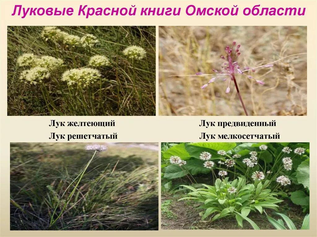 растения омской области занесенные в красную книгу. растения и животные омской области. животные красной книги омской области. богомол испещренный. растения омской области.