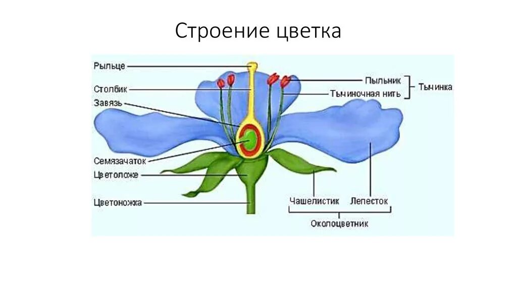 Функции строения цветка 6 класс. Строение цветка. Структура цветка. Строение цветка биология. Схема строения цветка.