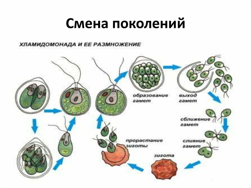 Жизненный цикл хламидомонады с подписями. Жизненный цикл водорослей хламидомонада. этапы жизненного цикла хламидомонады. жизненный цикл хламидомонады схема. жизненный цикл зеленых водорослей егэ.