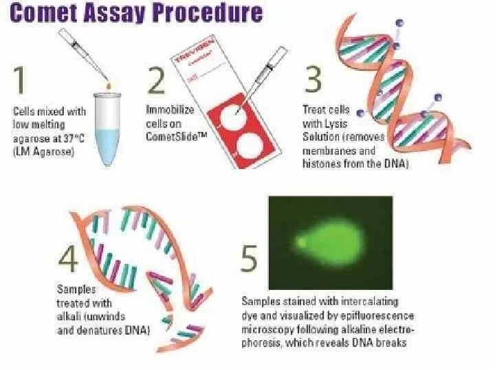 Днк методом tunel. DNA Comet Assay. Метод ДНК-комет (Comet Assay). Тест ДНК комет. Поврежденная ДНК.