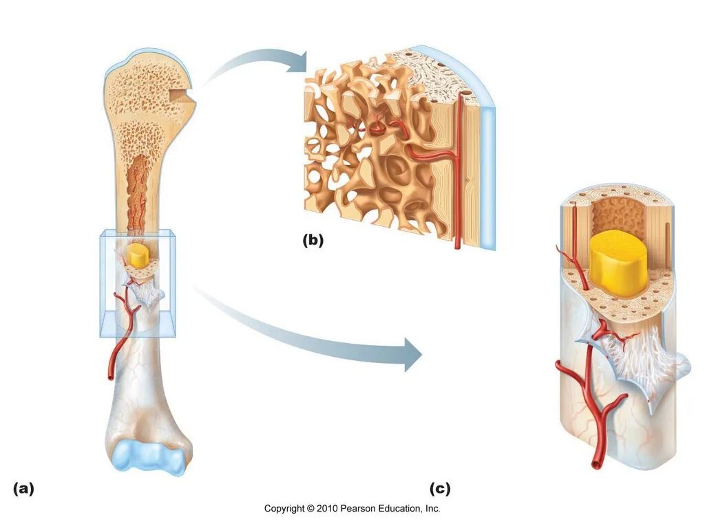 Layers bone