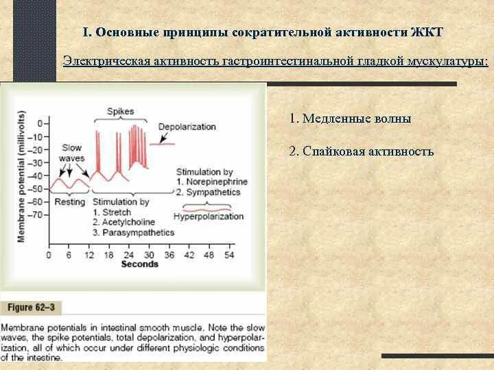 Электрическая активность гладких мышц. Медленные волны гладких мышц. Спайковая активность. Мембранный потенциал гладкой мускулатуры ЖКТ. 2 мышечная активность