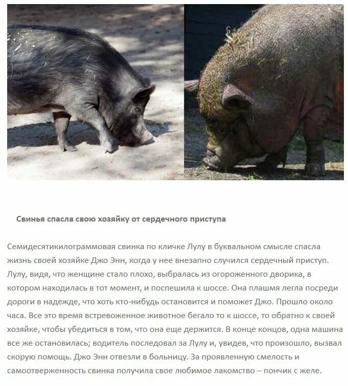 Про жизнь животных рассказ. Рассказ про спасение животных человеком. животные которые спасли людей. рассказ про людей которые спасают животных. история спасения животных.