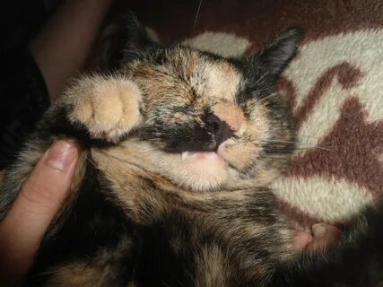 Кошка не может быть одна